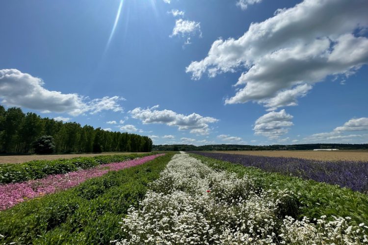 Culture fleurs sauvages 2023