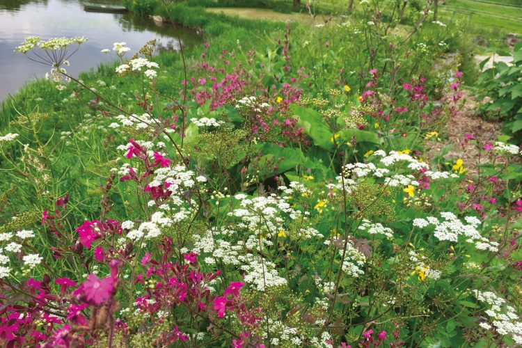 Hexa flore lisieres riches