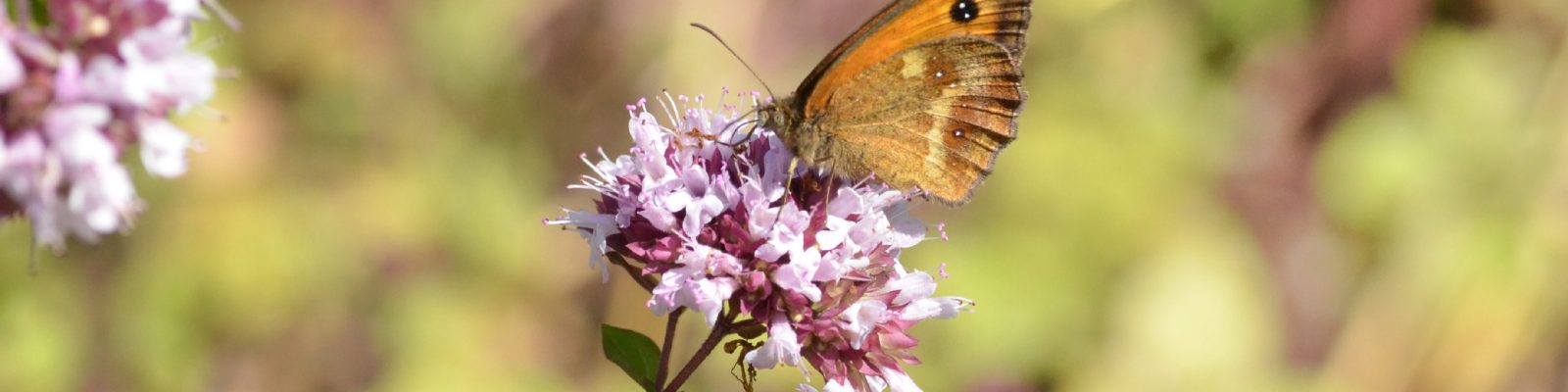 papillon sur fleurs suavages